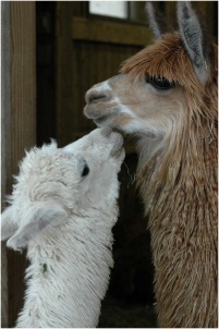 Alpaca Love