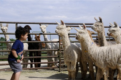 Child and Suri Herd