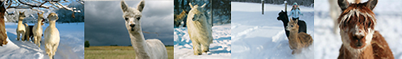 Suri Alpaca Photos